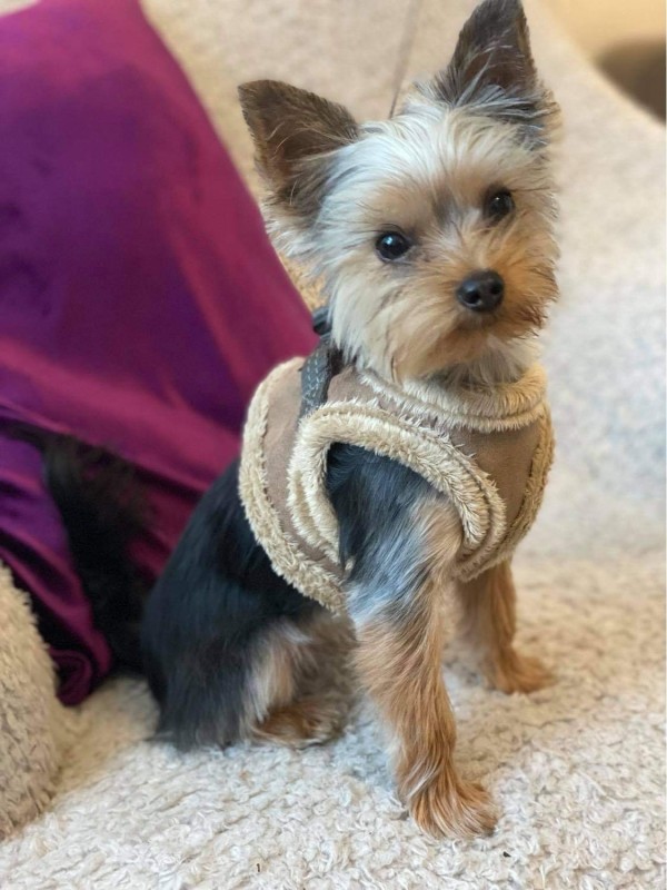 Dog harness YETI Brown | BB Republic | PETZWELCOME