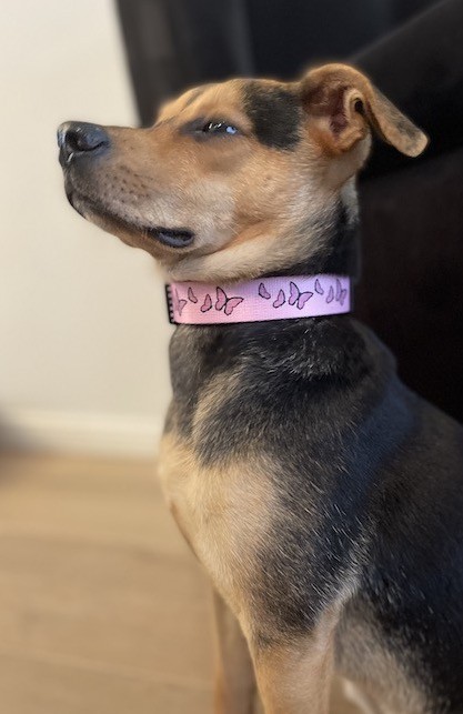 Klasyczna obroża Motylki