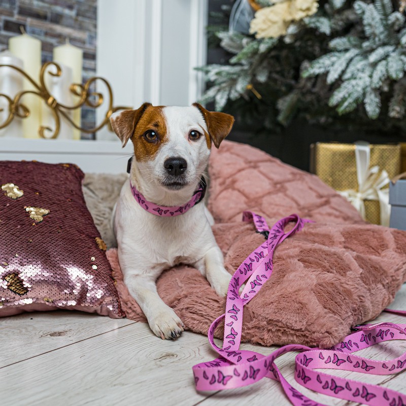 Smycz przepinana 3 m i 5m dla psa Motylki | PETZWELCOME