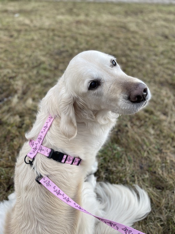 Szelki dla psa typu guard Motylki różowe | PETZWELCOME