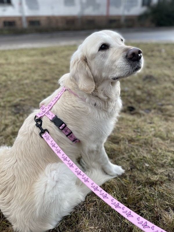 Szelki dla psa typu guard Motylki różowe | PETZWELCOME