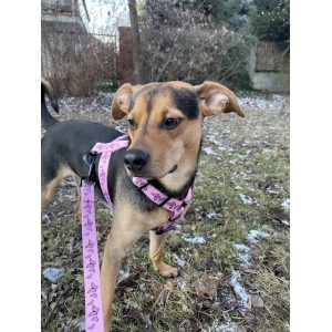 Szelki dla psa typu guard Motylki różowe | PETZWELCOME