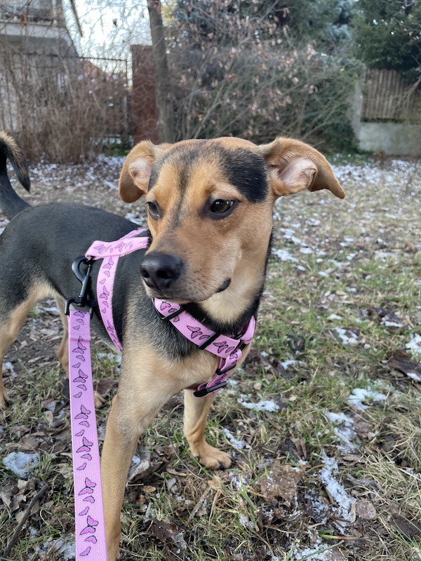 Szelki dla psa typu guard Motylki różowe | PETZWELCOME