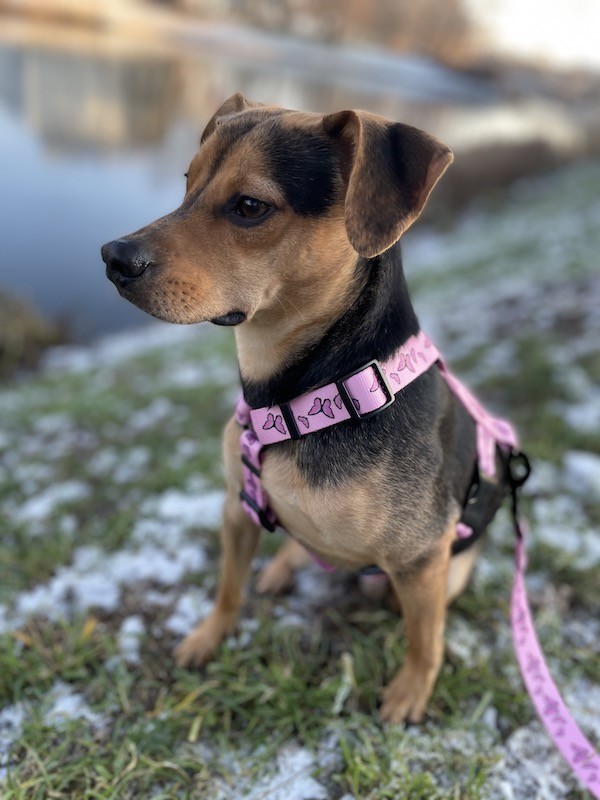 Szelki dla psa typu guard Motylki różowe | PETZWELCOME