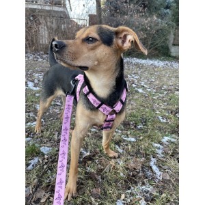 Różowa smycz miejska dla psa Motylki