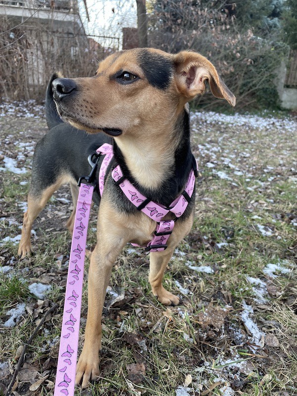 Różowa smycz miejska dla psa Motylki