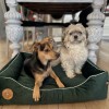 Dog or cat bed - Cezar Premium bottle green couch | Lauren Design | PETZWELCOME