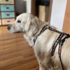 Dog harness Psijaciele | PETZWELCOME