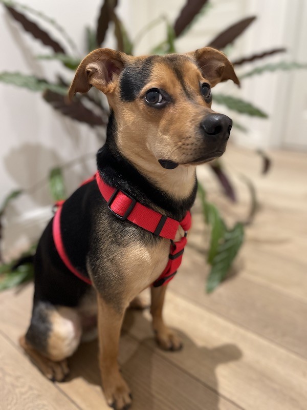 Szelki dla psa typu guard czerwone | PETZWELCOME