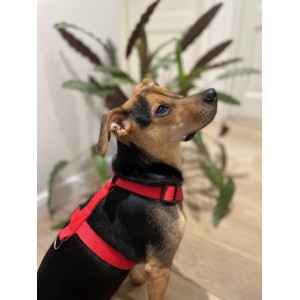 Szelki dla psa typu guard czerwone | PETZWELCOME