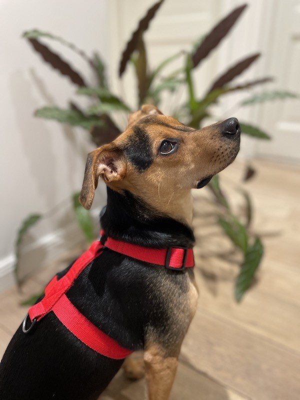 Szelki dla psa typu guard czerwone | PETZWELCOME