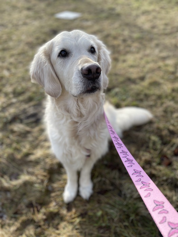 Smycz przepinana 3 m i 5m dla psa Motylki | PETZWELCOME