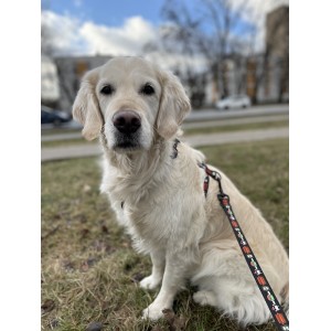 Smycz miejska Psijaciele |  PETZWELCOME