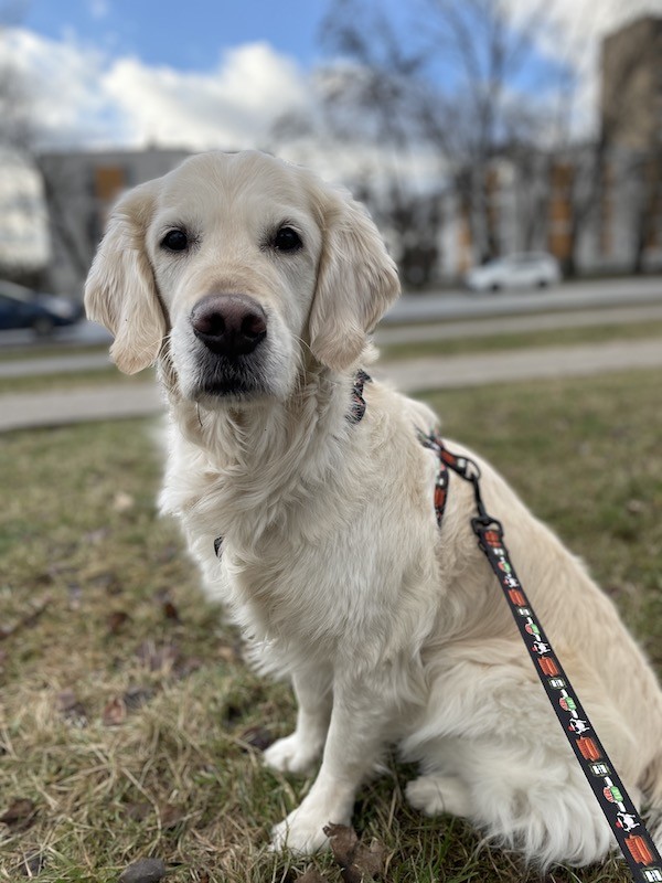 Smycz miejska Psijaciele |  PETZWELCOME