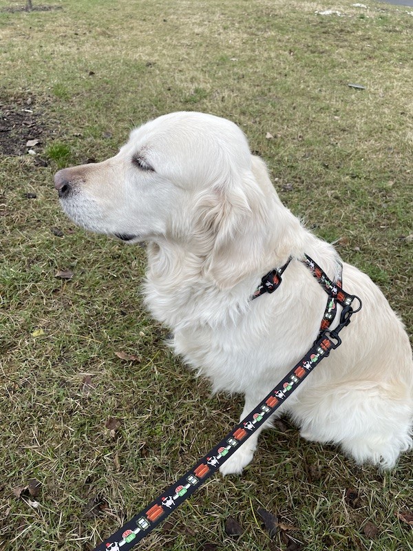 Smycz przepinana Psijaciele |  PETZWELCOME