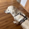 Dog harness Psijaciele | PETZWELCOME