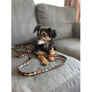 Smycz przepinana Psijaciele |  PETZWELCOME