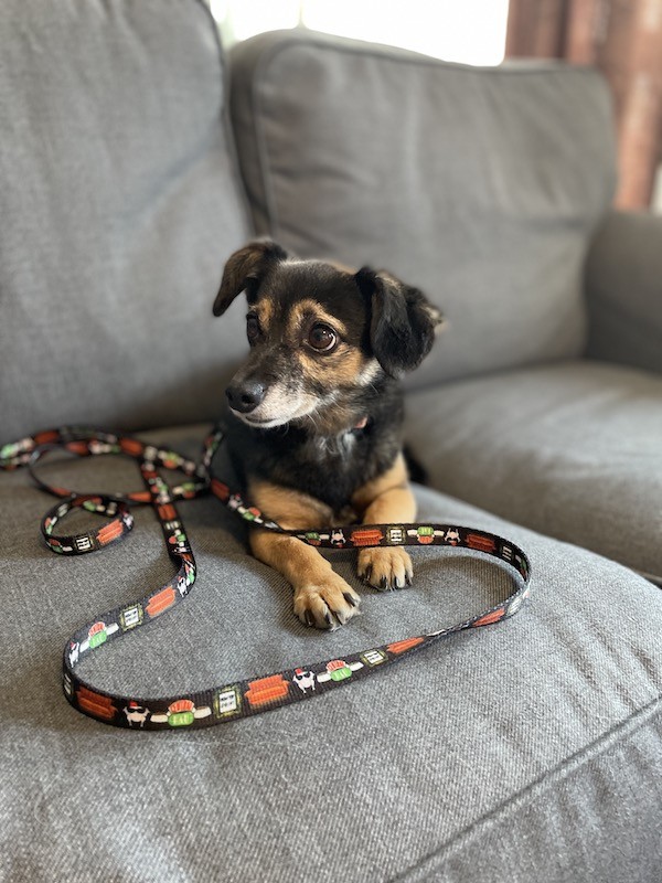 Smycz przepinana Psijaciele |  PETZWELCOME