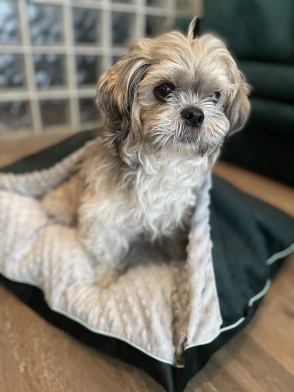 Legowisko dla psa Norka NEL butelkowa zieleń | Lauren Design | PETZWELCOME