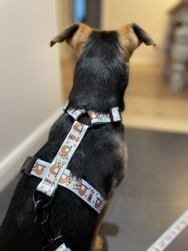 Szelki dla psa typu guard Leniwce | PETZWELCOME