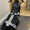 Harness for dog Leniwce