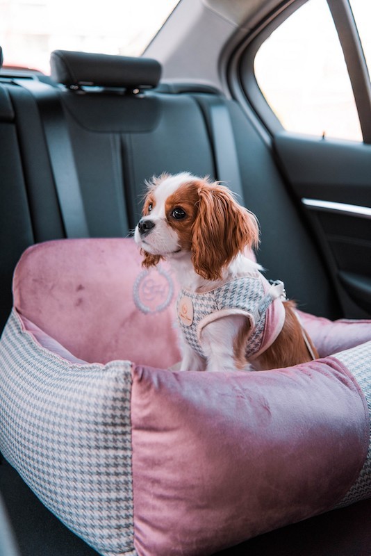 Dog car seat PORTO black | Chloe'e Home | PETZWELCOME