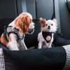 Double dog car seat PORTO black | Chloe'e Home | PETZWELCOME