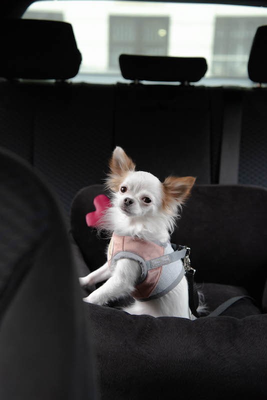 Dog car seat PARIS black | Chloe'e Home | PETZWELCOME