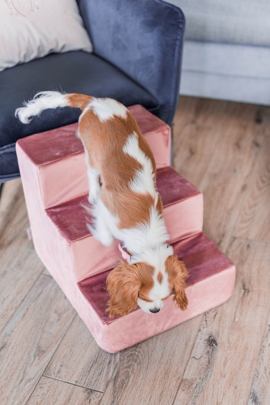 Dog stairs PARIS brown