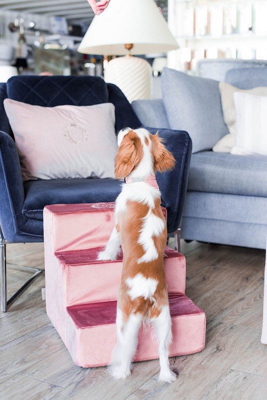 Dog stairs BAHAMAS pink