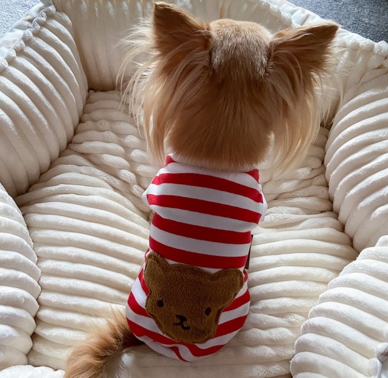 Dog sweatshirt Teddy red