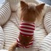 Dog sweatshirt Teddy red