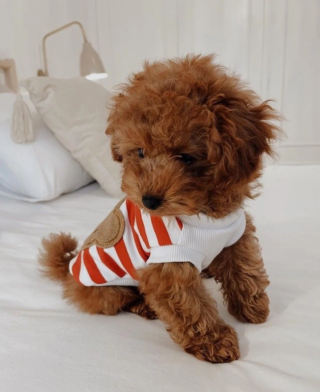 Dog sweatshirt Teddy red