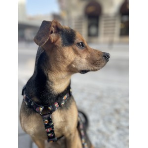 Szelki guard dla psa Muszelki | PETZWELCOME