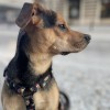 Dog guard harness Seashell | PETZWELCOME