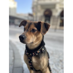 Szelki guard dla psa Muszelki | PETZWELCOME