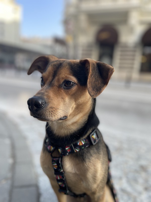 Dog guard harness Seashell | PETZWELCOME