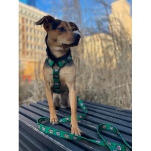 Dog guard harness Tiger | PETZWELCOME