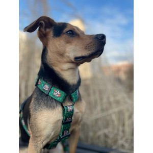 Dog guard harness Tiger | PETZWELCOME