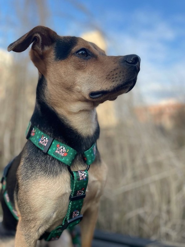 Szelki guard dla psa Tiger | PETZWELCOME