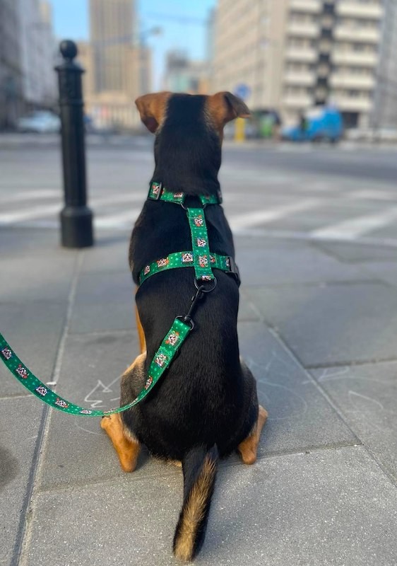 Szelki guard dla psa Tiger | PETZWELCOME