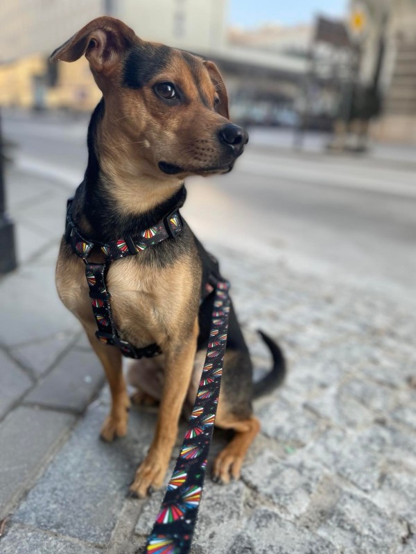 Smycz przepinana 3m i 5m Muszelki | PETZWELCOME