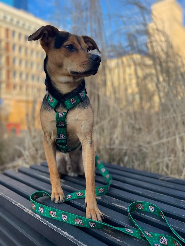 Adjustable dog leash Tiger | PETZWELCOME