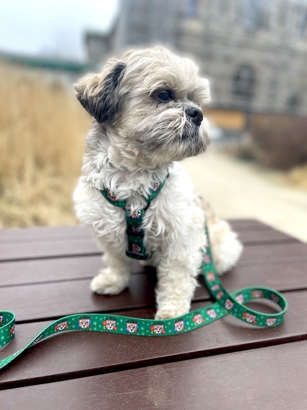 Smycz miejska Tiger | PETZWELCOME