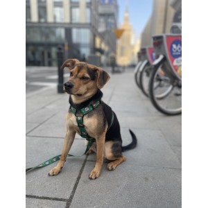 City leash Tiger | PETZWELCOME