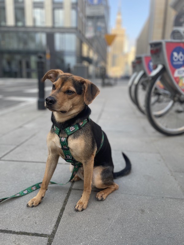 City leash Tiger | PETZWELCOME