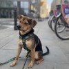 City leash Tiger | PETZWELCOME