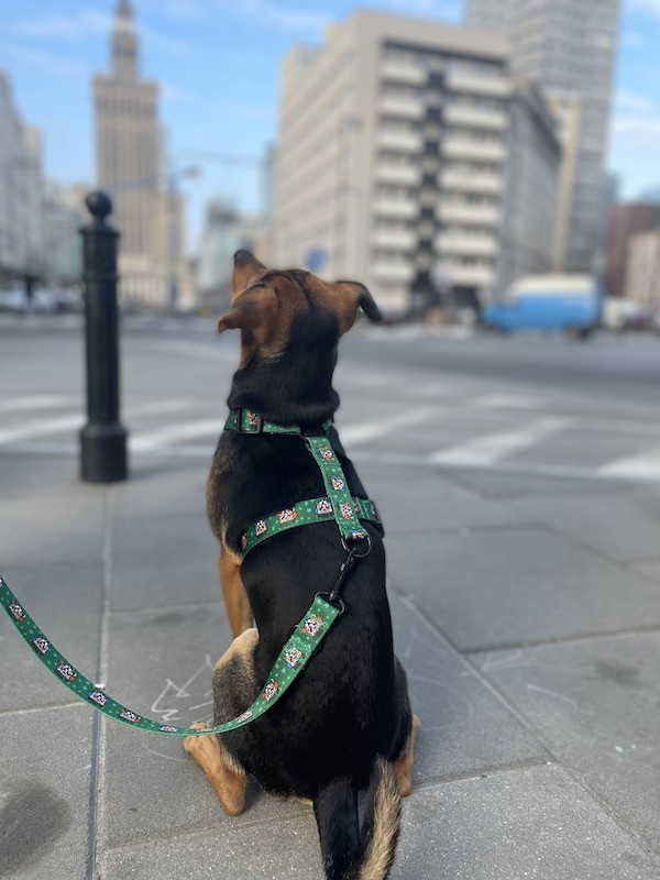 City leash Tiger | PETZWELCOME