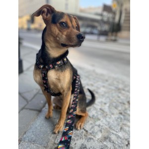 Smycz miejska Muszelki | PETZWELCOME