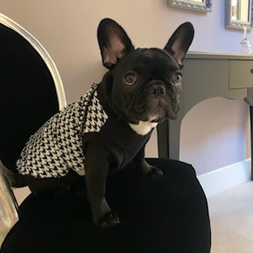 Bluza dla psa Tweed czarna | Chloe's Home | PETZWELCOME